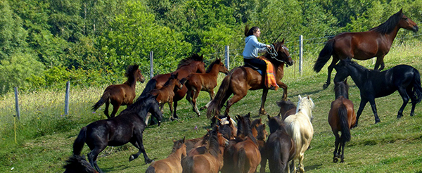 cabalos. Medio Rural