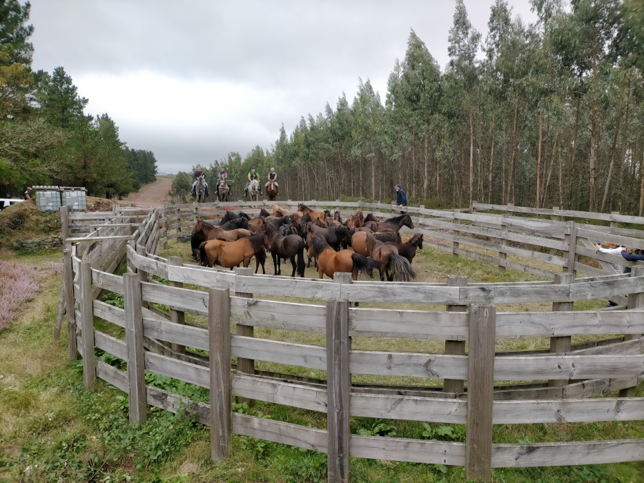 Cabalos de Pura raza galega no curro. Imaxe cedida pola Asociación