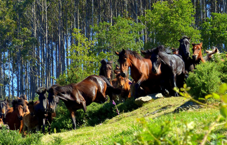 Cabalos de Pura raza galega