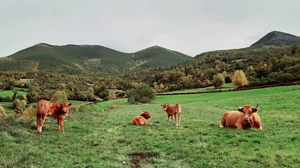 vacas da Cooperativa a Carqueixa
