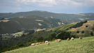 Gandería de Rubia Galega en Baleira